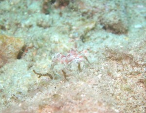 沖縄 ダイビング