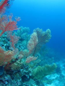 沖縄 ダイビング