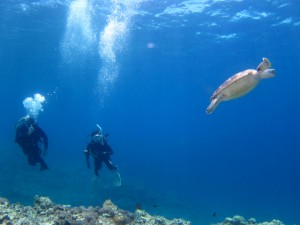沖縄　ダイビング