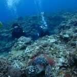 沖縄　ダイビング　慶良間　ウミガメ