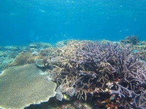 沖縄 ダイビング