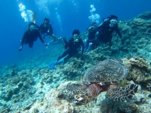 沖縄　ダイビング