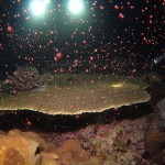 沖縄 ダイビング