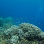 沖縄　ダイビング　慶良間