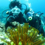 沖縄　ダイビング　慶良間　ウミシダ