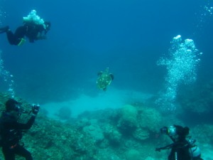 沖縄　ダイビング