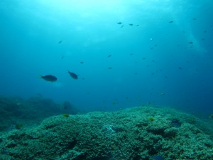 沖縄　ダイビング