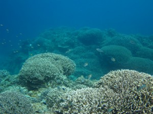 沖縄　ダイビング