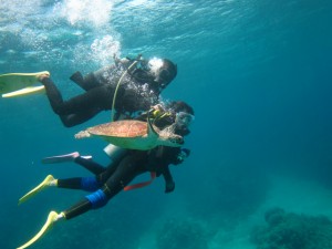 沖縄　ダイビング