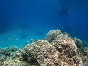 沖縄　ダイビング　慶良間