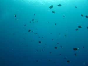 沖縄　ダイビング　真栄田岬　青の洞窟