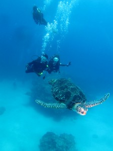 沖縄　ダイビング