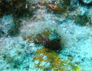 沖縄　ダイビング