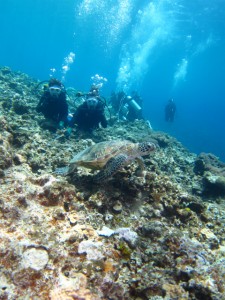 沖縄　ダイビング