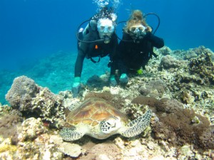 沖縄　ダイビング　慶良間　ウミガメ