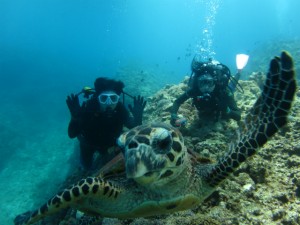 沖縄　ダイビング　慶良間　ウミガメ