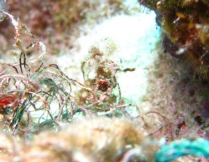 沖縄　ダイビング