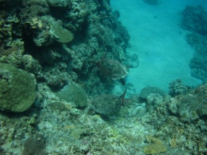 沖縄　ダイビング　慶良間　タイマイ