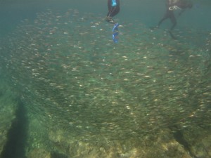沖縄 ダイビング 真栄田岬