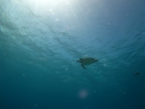 沖縄　ダイビング　慶良間　ウミガメ