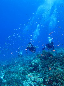 沖縄　ダイビング　慶良間