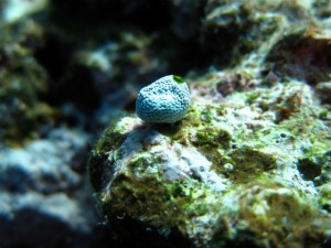 ユキンコボウシガニ