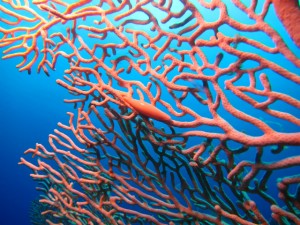 沖縄　ダイビング