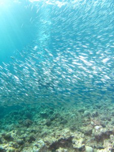 沖縄　体験ダイビング