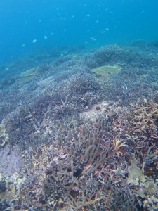 沖縄　ダイビング