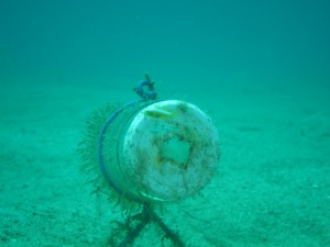 沖縄　ダイビング