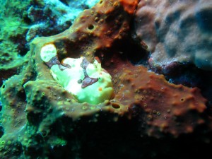 沖縄　ダイビング