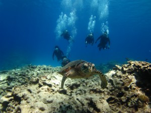 沖縄　ダイビング