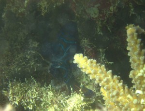 沖縄　ダイビング