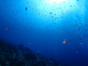 沖縄　ダイビング　慶良間