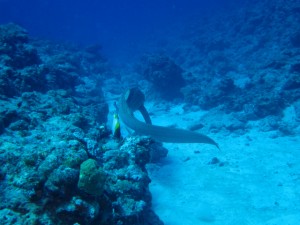 沖縄　ダイビング