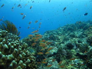 沖縄　ダイビング　慶良間