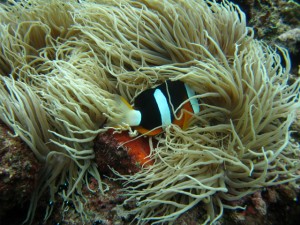 沖縄　ダイビング　青の洞窟　真栄田岬