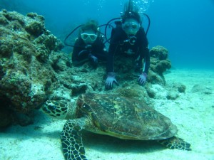 沖縄　ダイビング　慶良間　ウミガメ