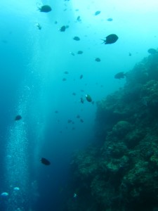 沖縄 ダイビング 青の洞窟