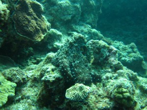 沖縄 ダイビング タコ