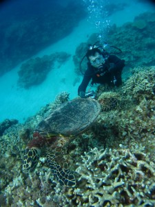 沖縄　ダイビング　慶良間　ウミガメ