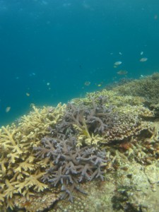 沖縄　ダイビング