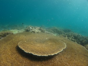 沖縄　ダイビング