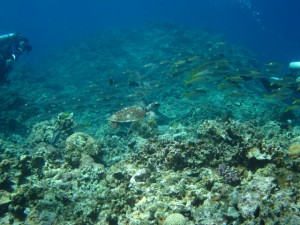 沖縄　ダイビング　慶良間