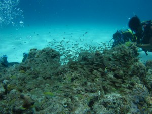 沖縄　ダイビング　慶良間