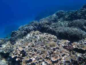 沖縄　ダイビング