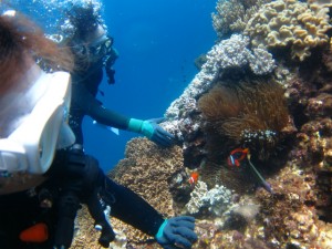 沖縄 ダイビング