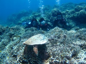 沖縄　ダイビング　慶良間