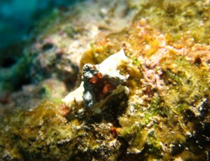 沖縄　ダイビング