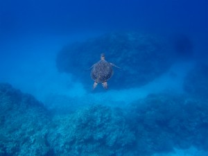 沖縄　ダイビング　慶良間　ウミガメ